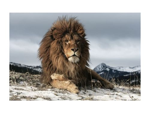 Стеклянная картина Лев 80*120 см